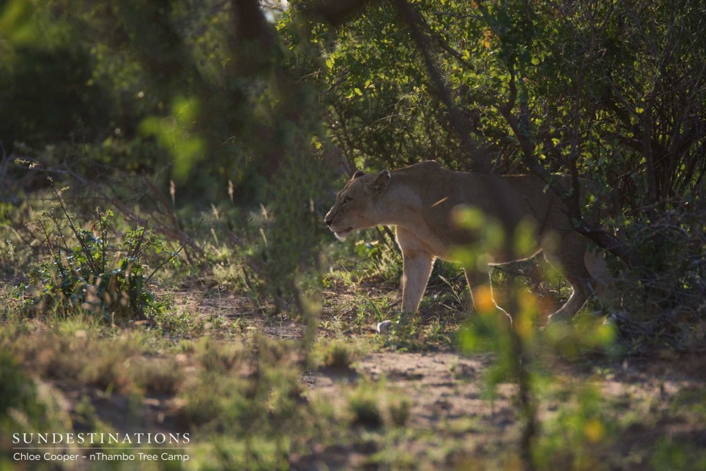 Lioness stalking quietly through the thicket