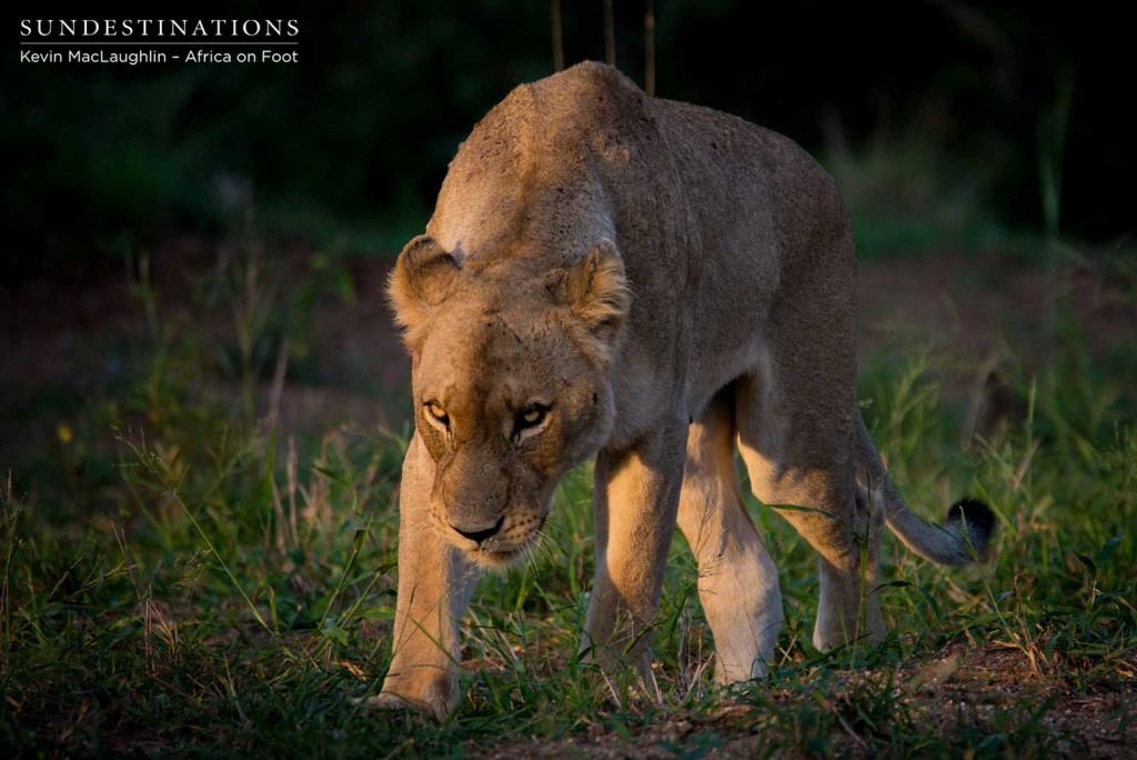 The third lion on the scene - a tawny female from the Giraffe Pride