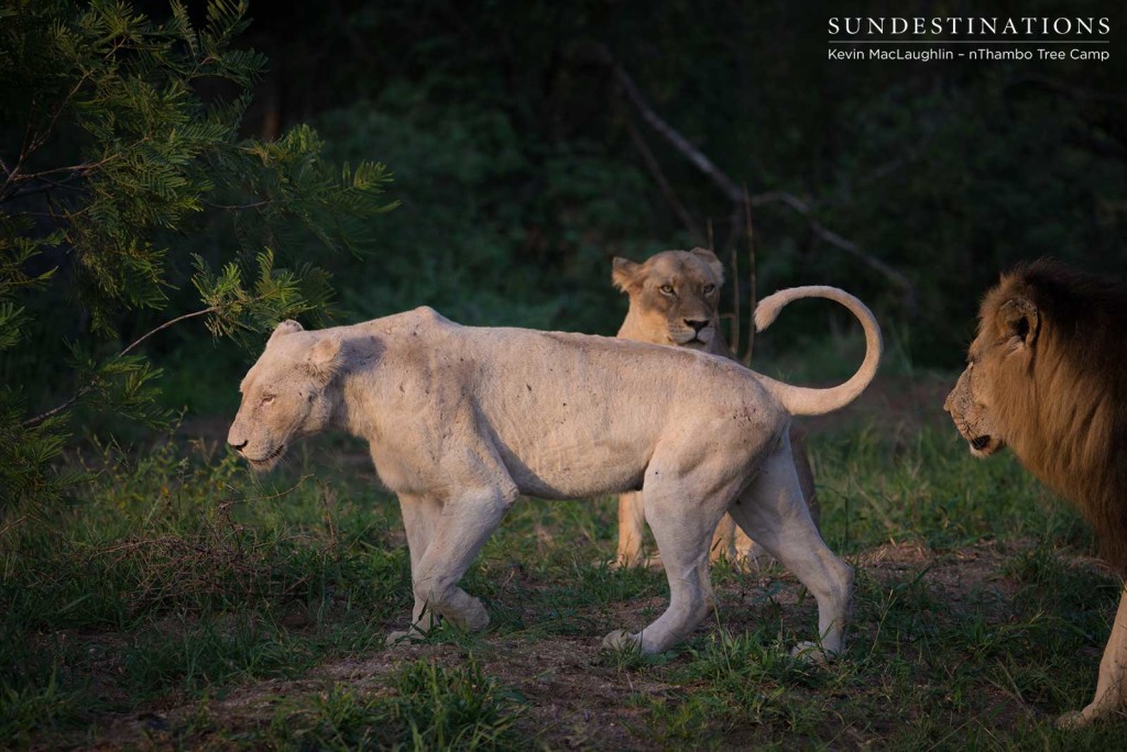 Three's a crowd... Trilogy male with white and tawny lioness from the Giraffe Pride
