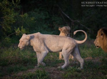 This is breaking news if there ever was any: One of the Trilogy male lions was seen mating with a white lioness this morning, as guests at Africa on Foot and nThambo Tree Camp enjoyed front row seats! It’s not everyday we get to witness the rare white lion unique to this region in Africa, […]