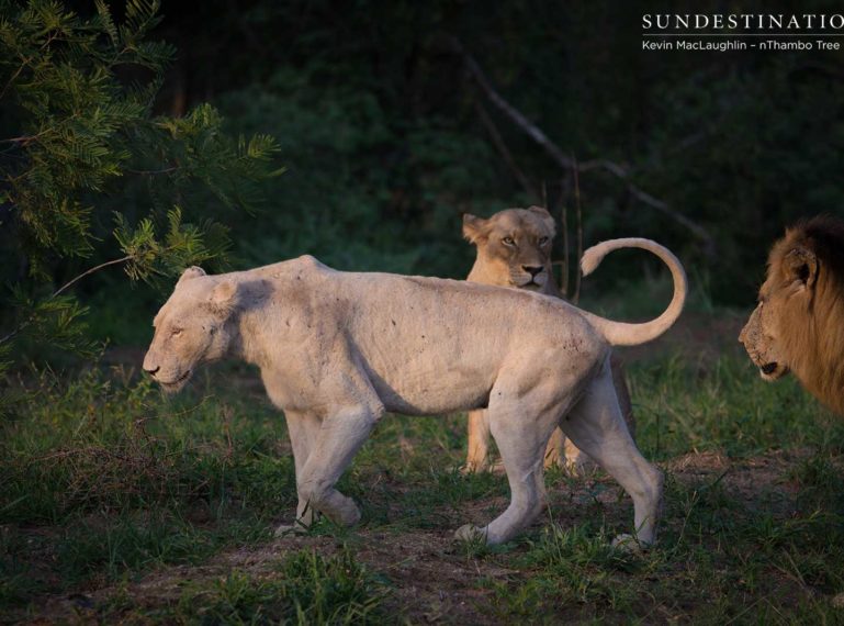 White Lioness Spotted Mating with Trilogy Male