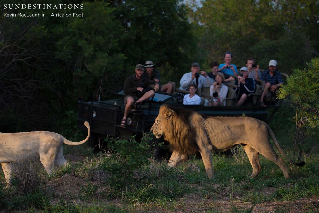 Africa on Foot guests have a front row seat to the performance