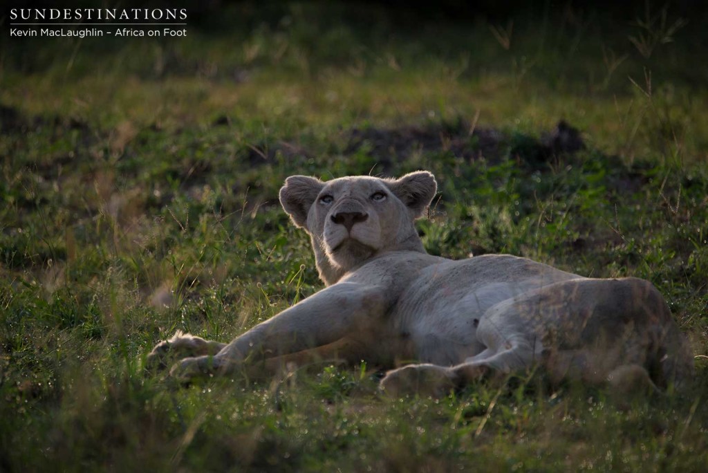 A fatigued white lioness relaxes in the grass