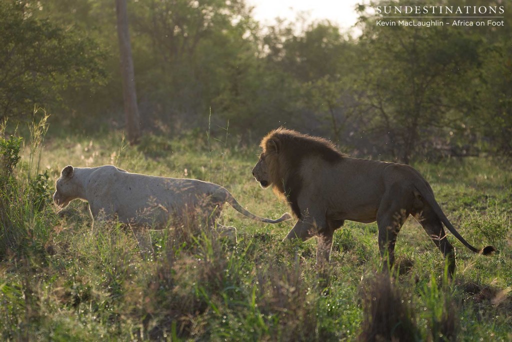 Trilogy male lion pursues the white lioness to mate