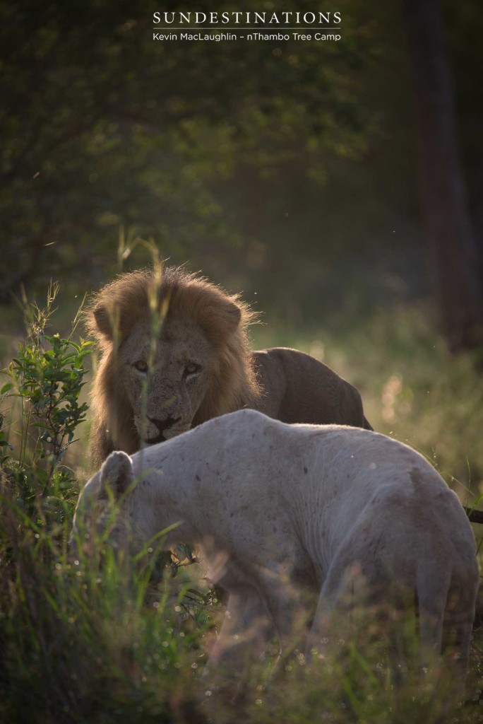 The mating pair retreating to the grass