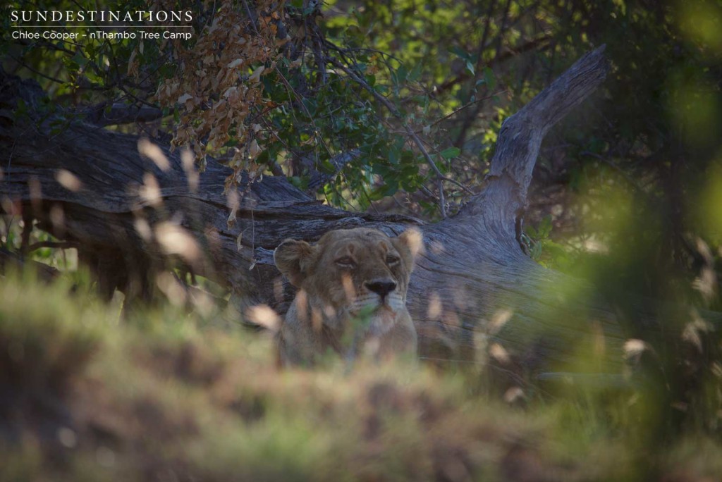Lioness hiding and watching buffalo