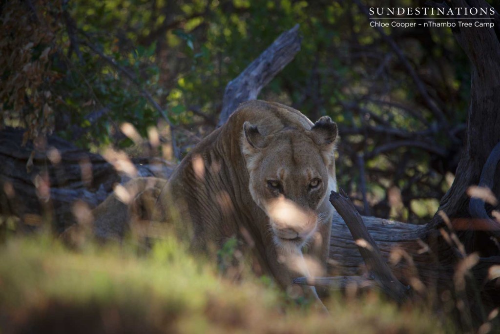 Moving quietly to reposition and follow buffalo