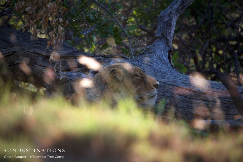 Peering at the herd of buffalo while staying hidden from sight