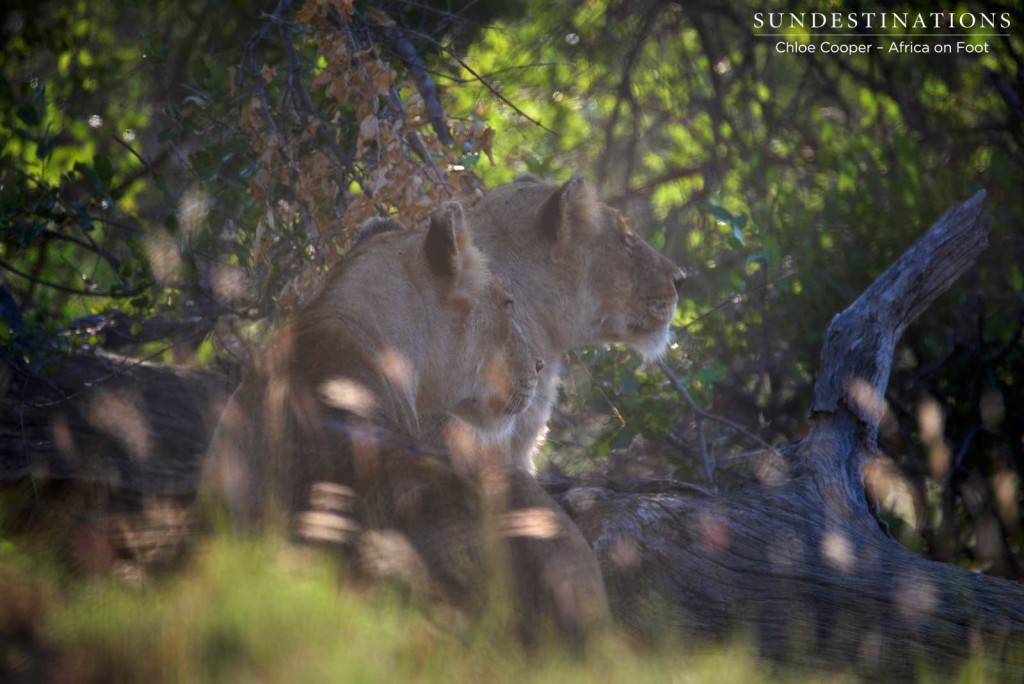 Both lionesses look towards where the herd is moving