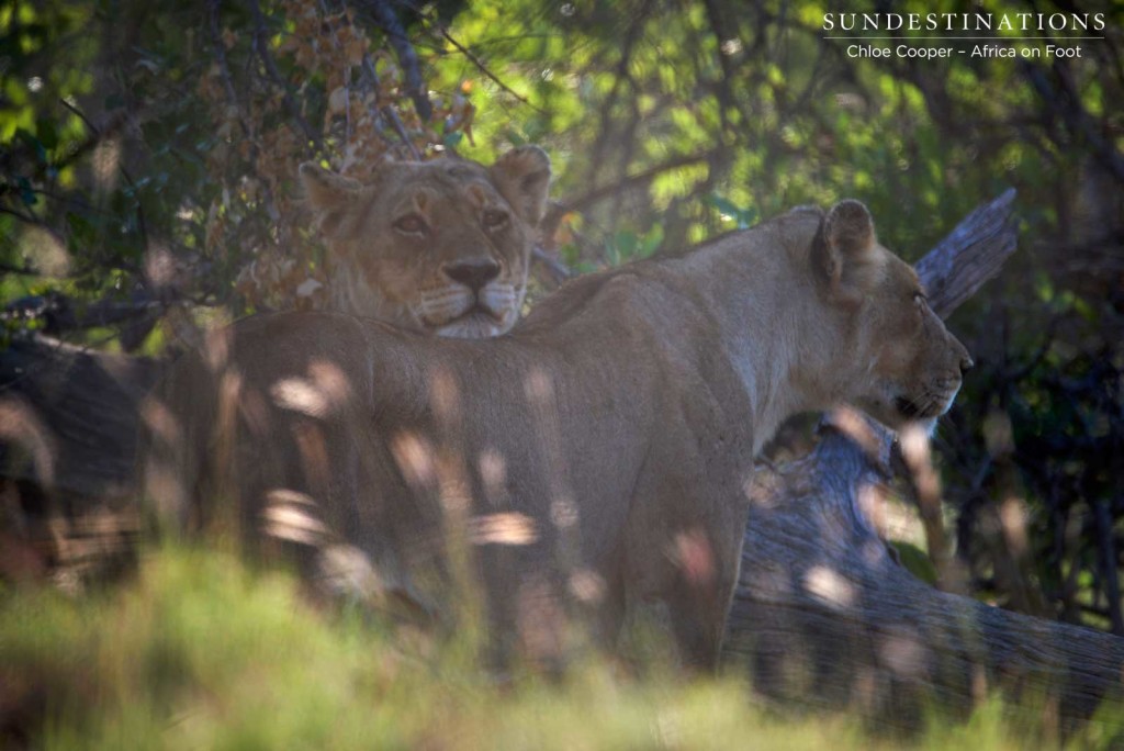 Getting ready to relocate while remaining well hidden as they stalk the buffalo herd