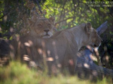 This morning’s game drive led, unexpectedly, to a pair of lionesses sneaking around in the dappled shade only metres from a big herd of buffalo. In the left corner, the Ross Breakaway lionesses lay in silence, looking eagerly through the thicket, and in the right corner, a large herd of buffalo grazed lazily in the […]