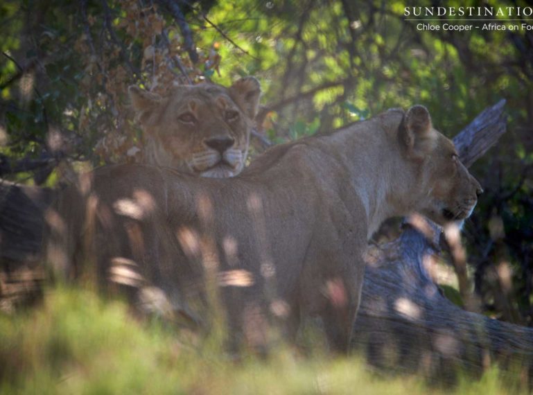 Ross Breakaway Lionesses Hide From Buffalo