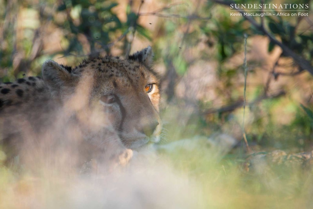 Female cheetah blinking in the sunlight