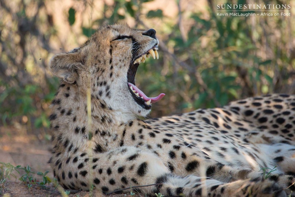 Cheetah yawning on game drive