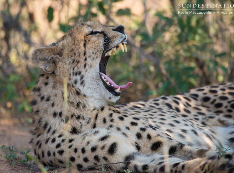 Check out the Cheetah! Game Drive Winner in Klaserie