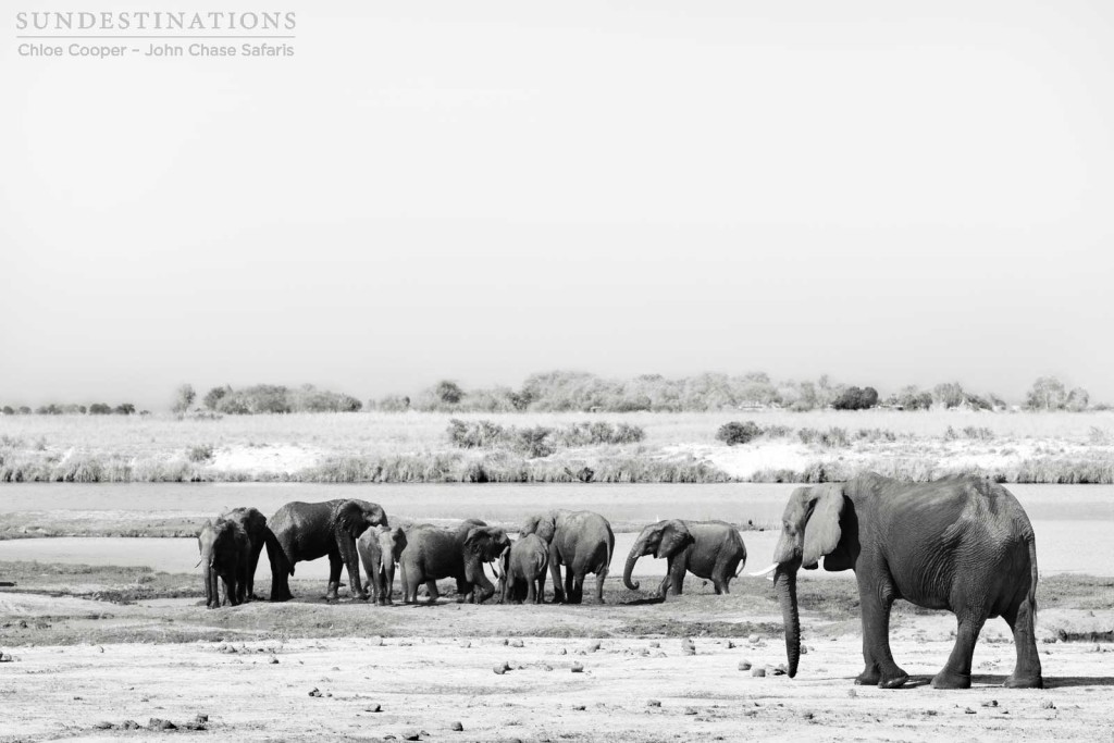 Elephants are seen in abundance in Chobe where they reside in a known stronghold.