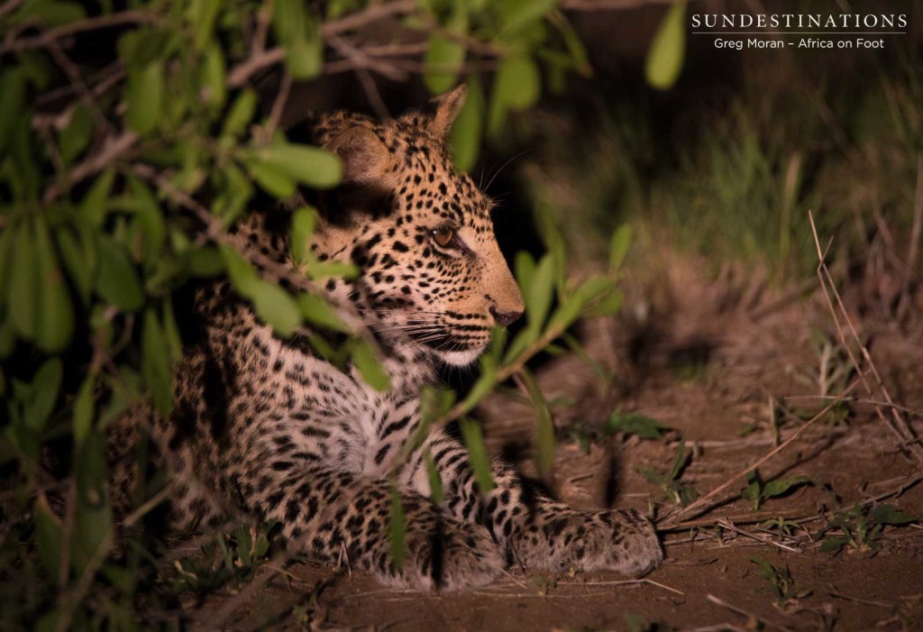 Ross Dam's female cub