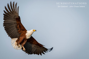 Fish Eagle Botswana