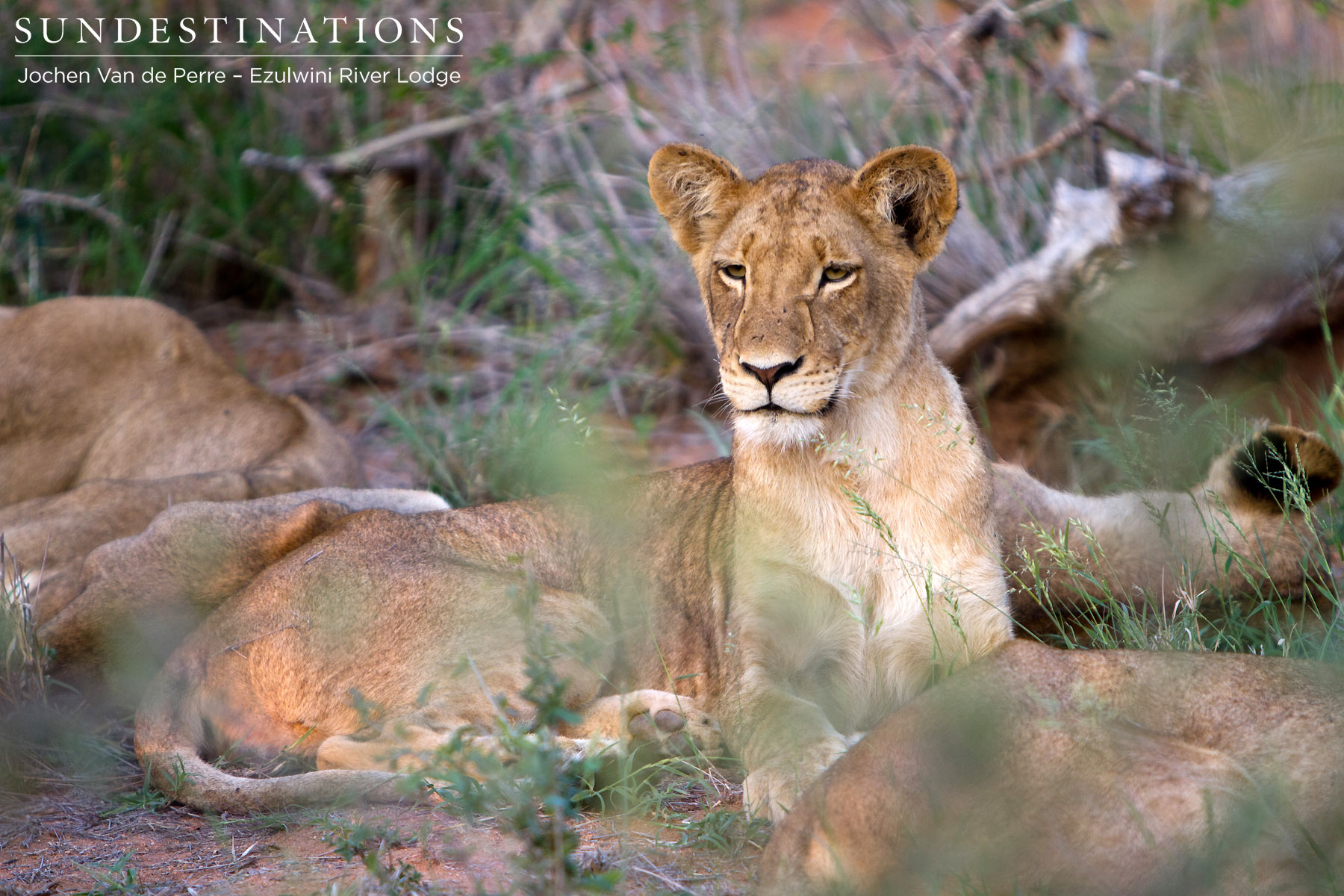 Young Lion - Olifants West