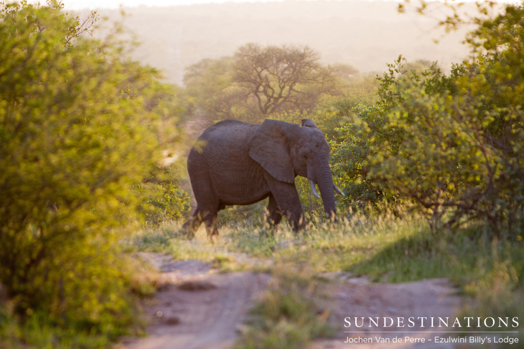 An elephant lags behind the herd and crosses the road alone in the afternoon light