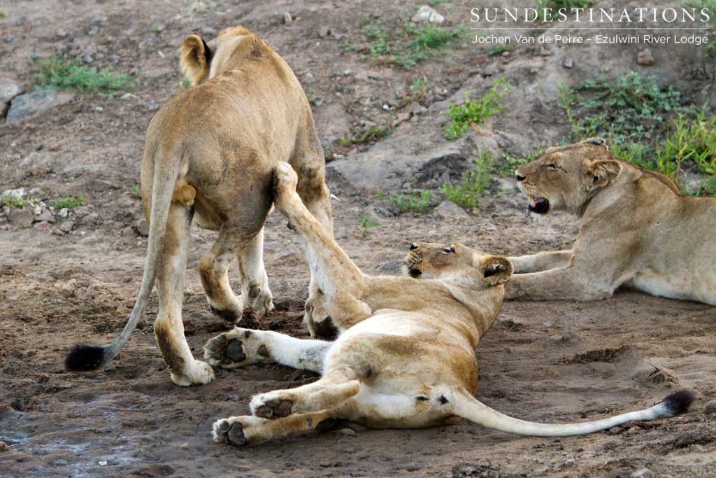 Mohlabetsi lions with enough energy to play