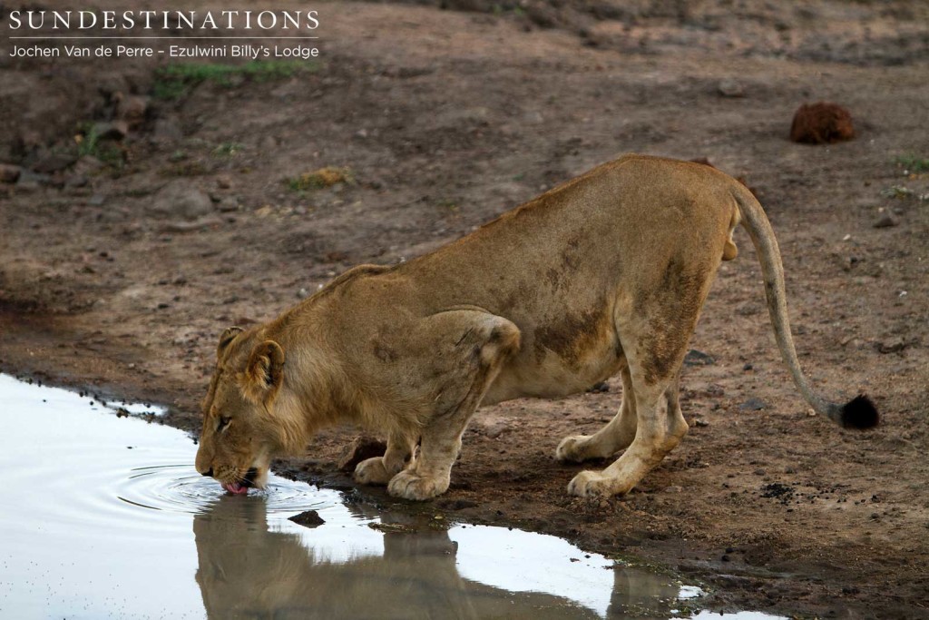 Young male Mohlabetsi lion laps at the waterhole