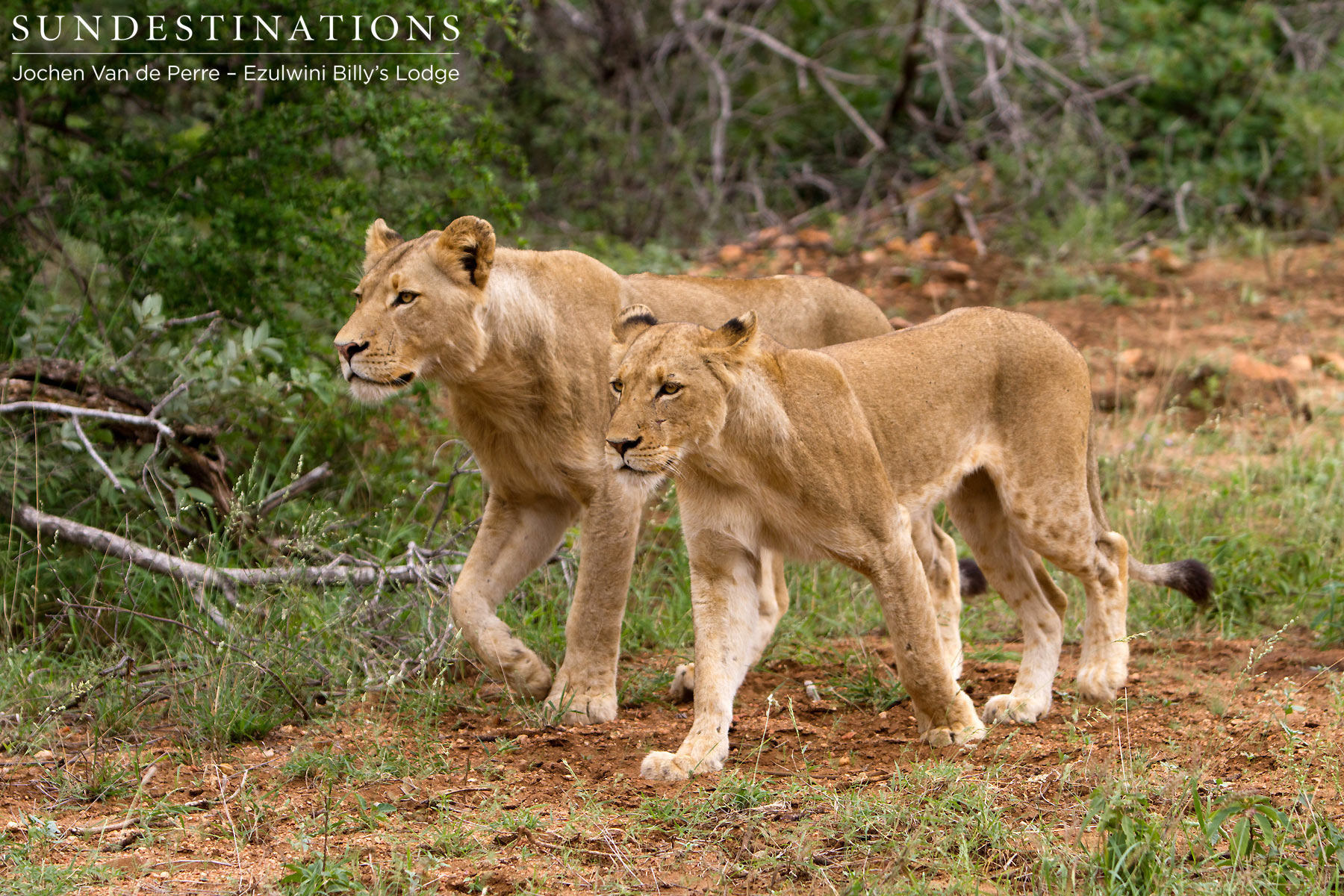 Young Lions Strut their Stuff