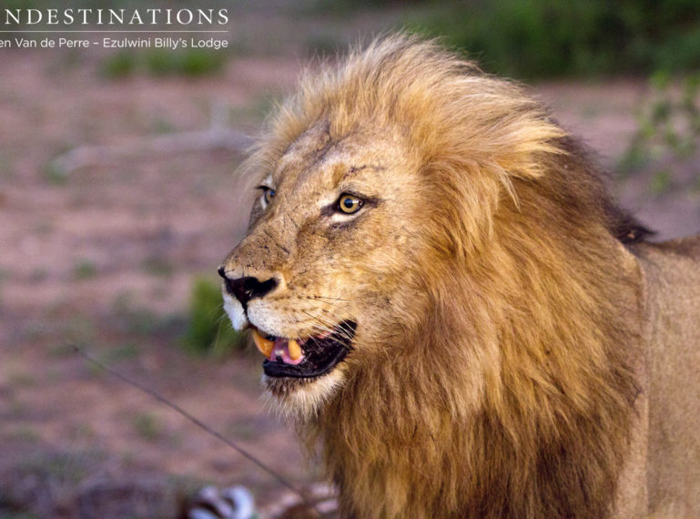Know Before You Go : 3 Facts About Lions at Ezulwini