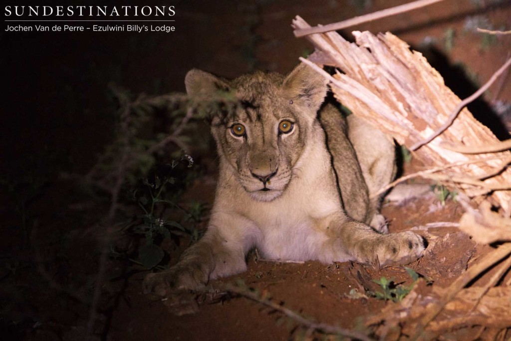 One of the cubs of the Mohlabetsi females