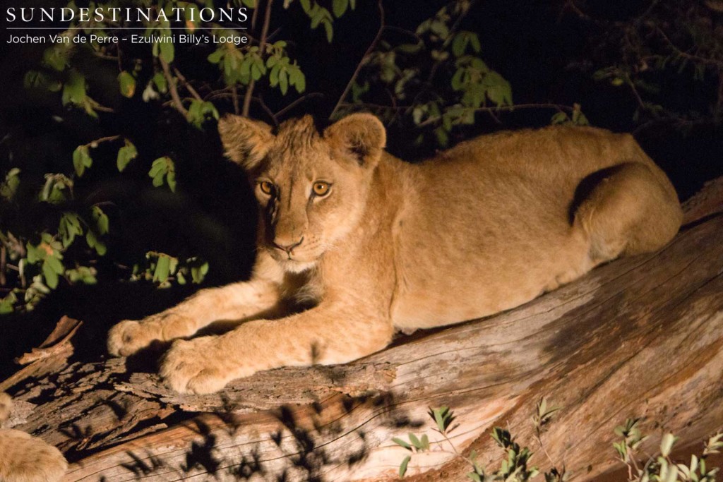 Mohlabetsi cub relaxing on a fallen tree trunk