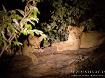 The Mohlabetsi Pride has been seen regularly in the last week on safari with Ezulwini River Lodge and Billy’s Lodge. This usually large pride of lions has been seen in fragmented parts, and we’ve seen two groups lately – one of 3 lionesses and cubs, and another of 4 lionesses and 1 young male. Even […]