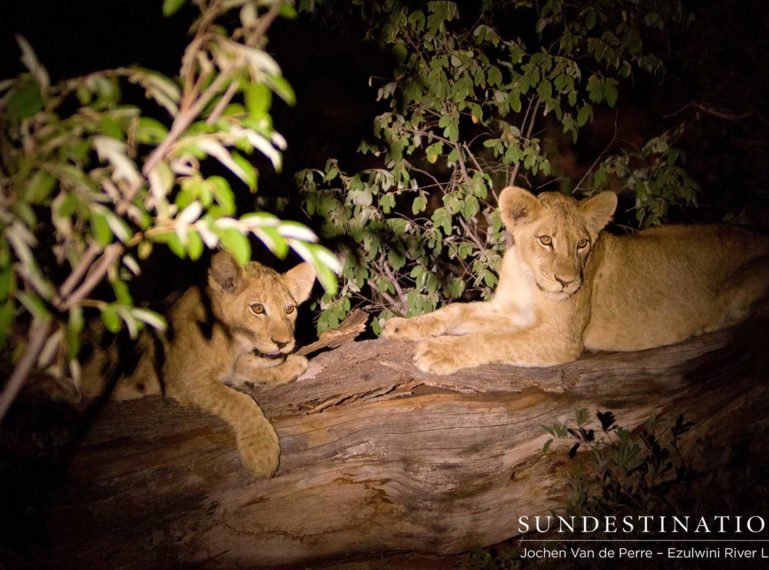 Two Halves of the Mohlabetsi Lion Pride