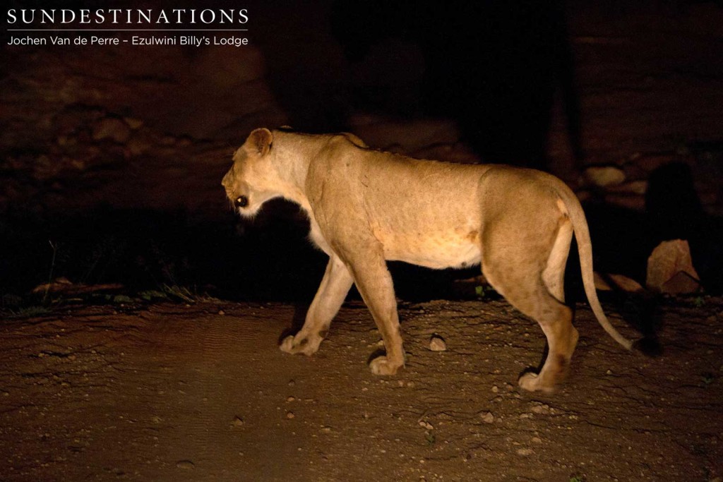 One of the split-off females from the Mohlabetsi Pride seen after dark with her cubs and fellow lionesses