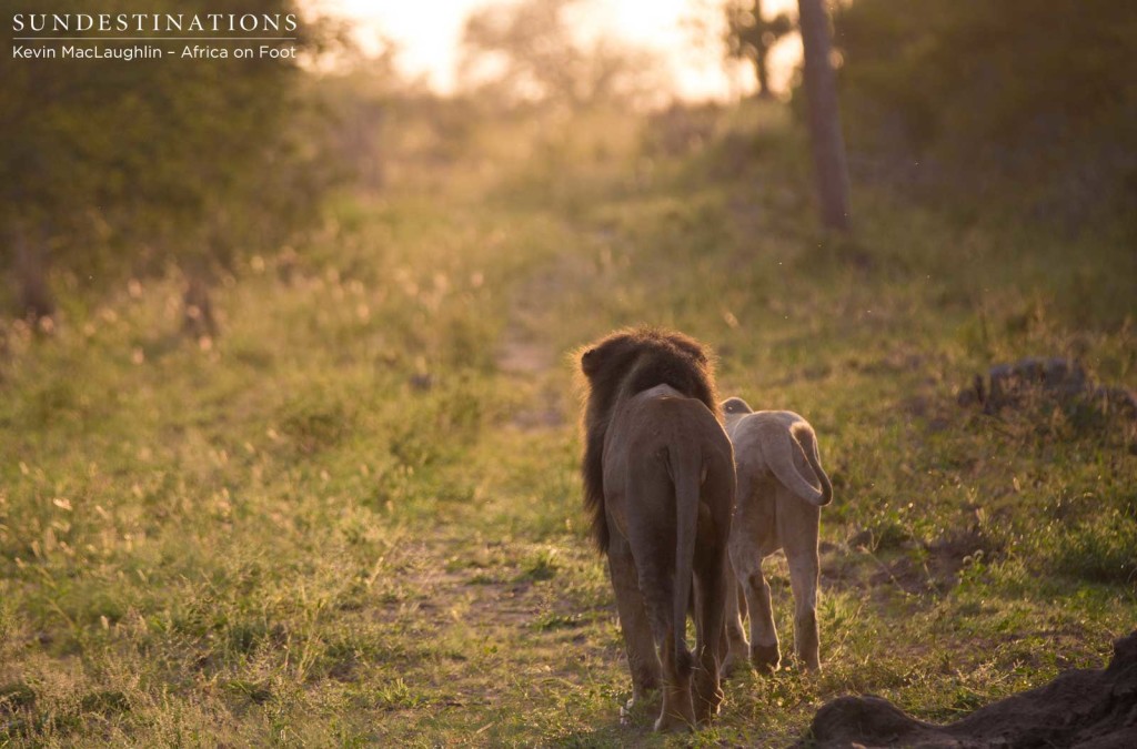 Strolling off into the sunrise