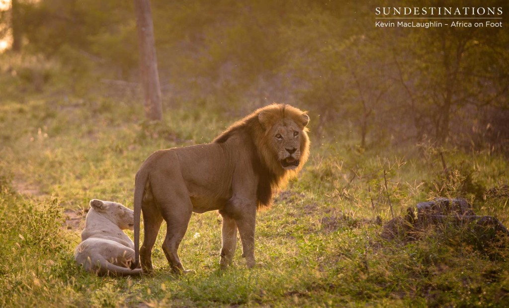 Trilogy male looks back at his audience after the deed is done