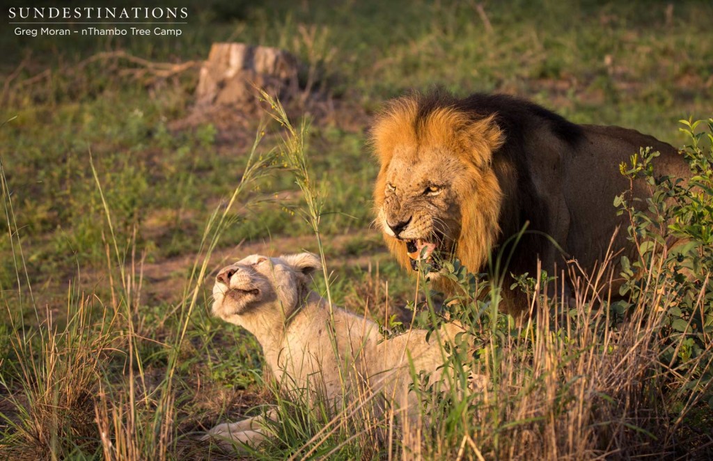 The ritualistic snarling and growling that takes place during mating