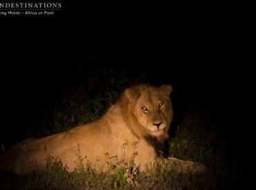 An interesting sighting of an unknown nomadic male lion took place in the Klaserie on the weekend, which is exciting for the lion fanatics following the lion pride dynamics in the area. Africa on Foot and nThambo Tree Camp are in the well known territory of the Trilogy male lions, and the female lions circulating in the […]