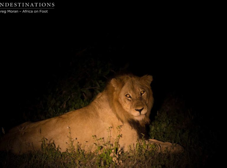 Unknown Nomadic Male Lion in Klaserie