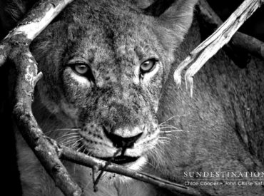 A common thread seems to weave through today’s week in pictures. The sightings of elephants, lions and leopards have been in abundance across all of our camps. That’s not to say we haven’t seen large ungulates, even tempered herbivores, plains game and cunning birds of prey; it’s just that the big five sightings this week really […]