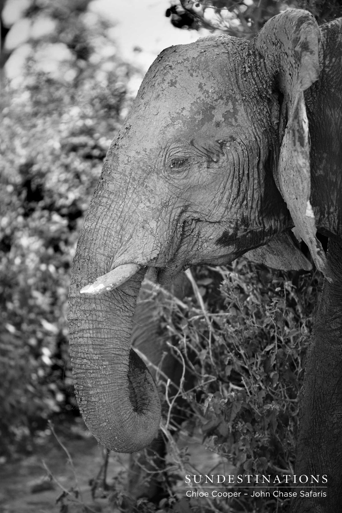 Elephant Calf John Chase Safaris