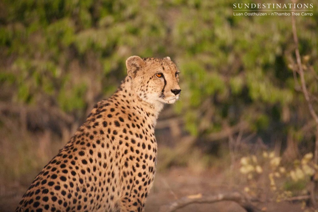 Cheetah pauses in the sun