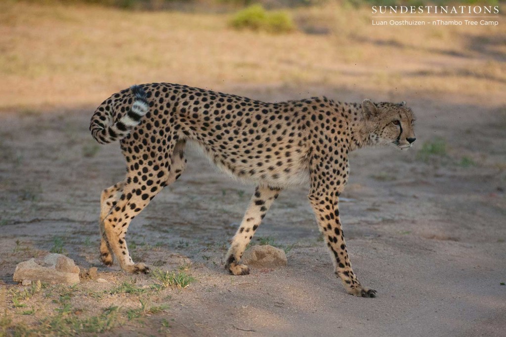 Lady cheetah steps out into the open