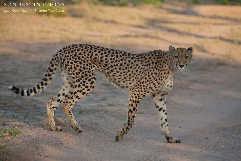 Female cheetah glances at her admirers