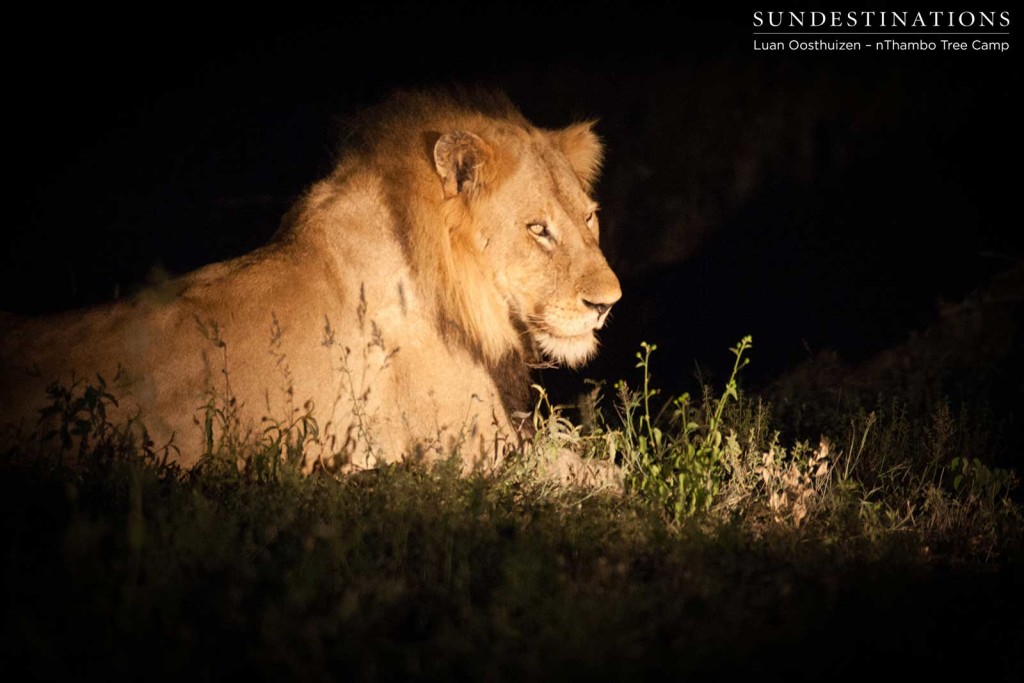Nomadic male lion in the spotlight
