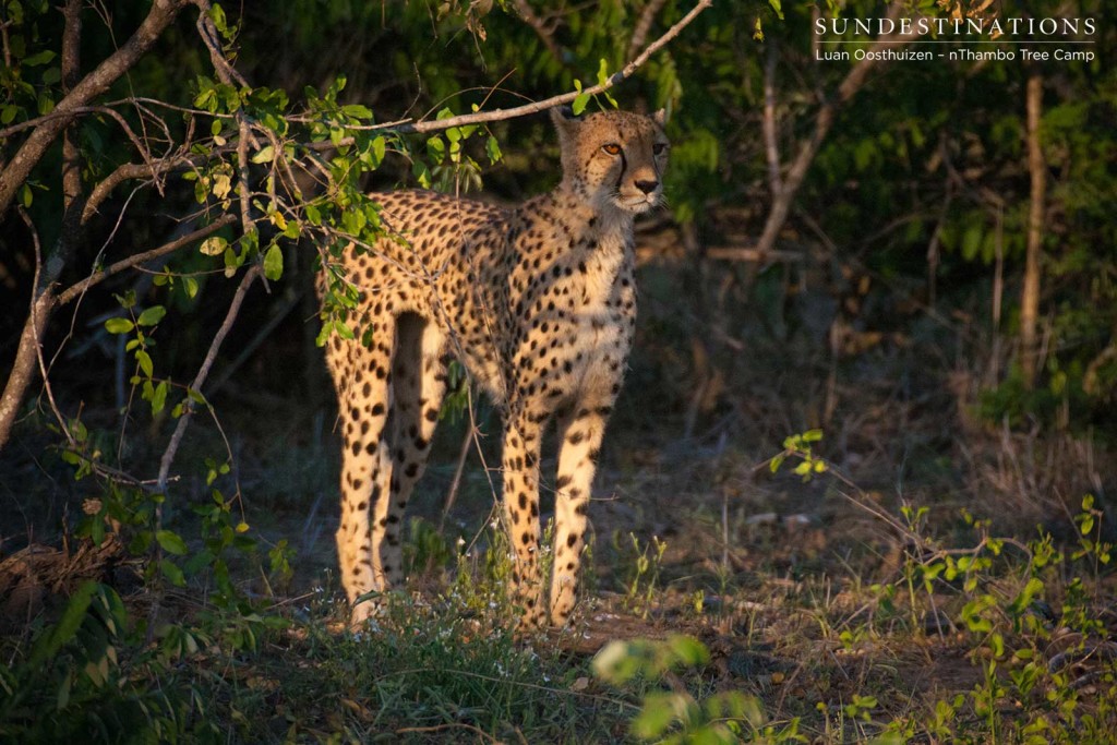 Cheetah contemplates her next move