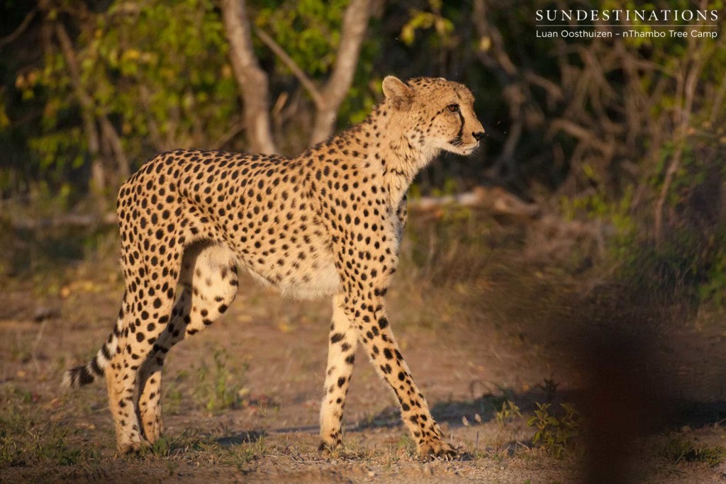 The graceful form of the cheetah