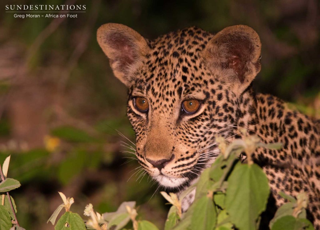 Ross Dam's male cub up close and looking adorable