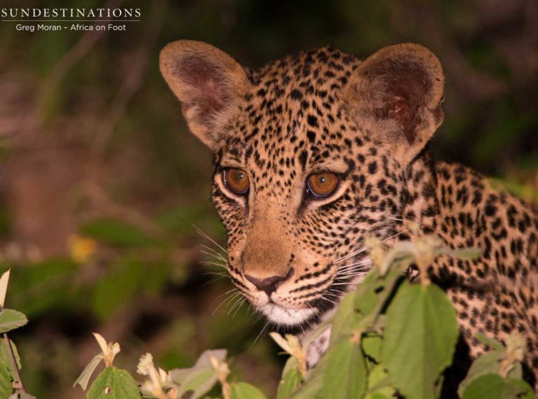 Ross Dam plus TWO leopard cubs on a kill at night!