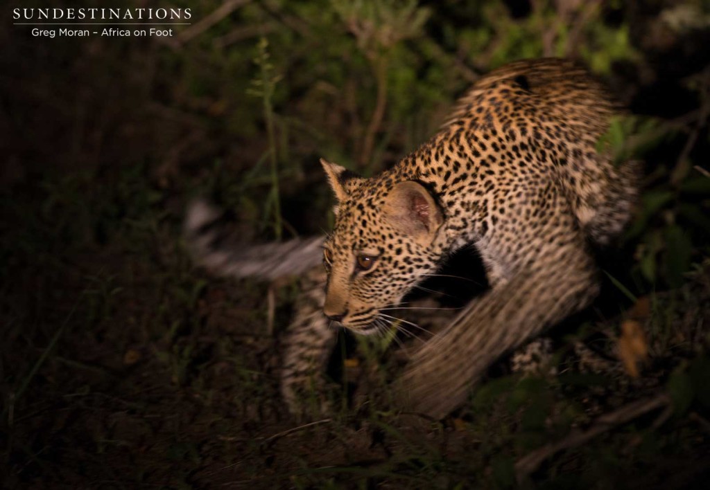 Male cub on the move