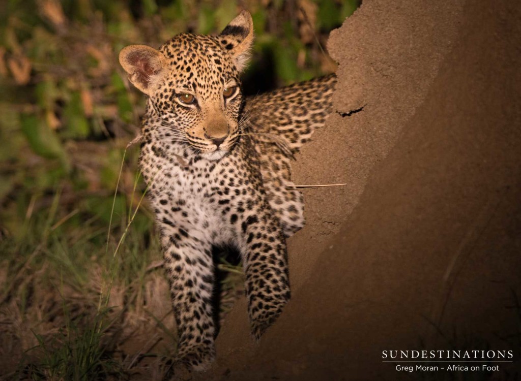 Male cub toying around a termite mound